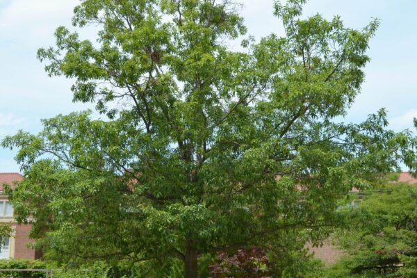 Quercus Imbricaria - View 30 from www redcrocus com