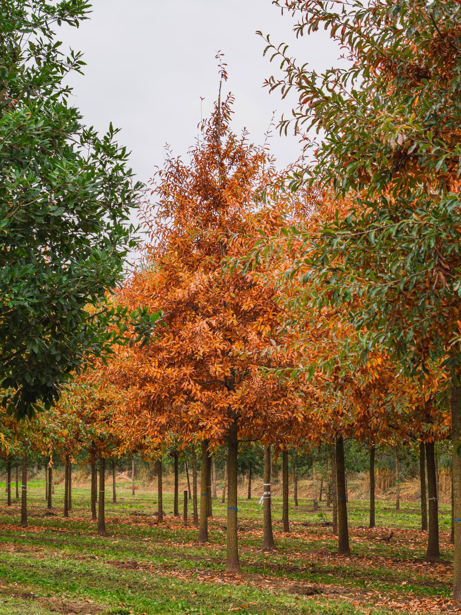 Quercus Imbricaria - View 31 from www redcrocus com
