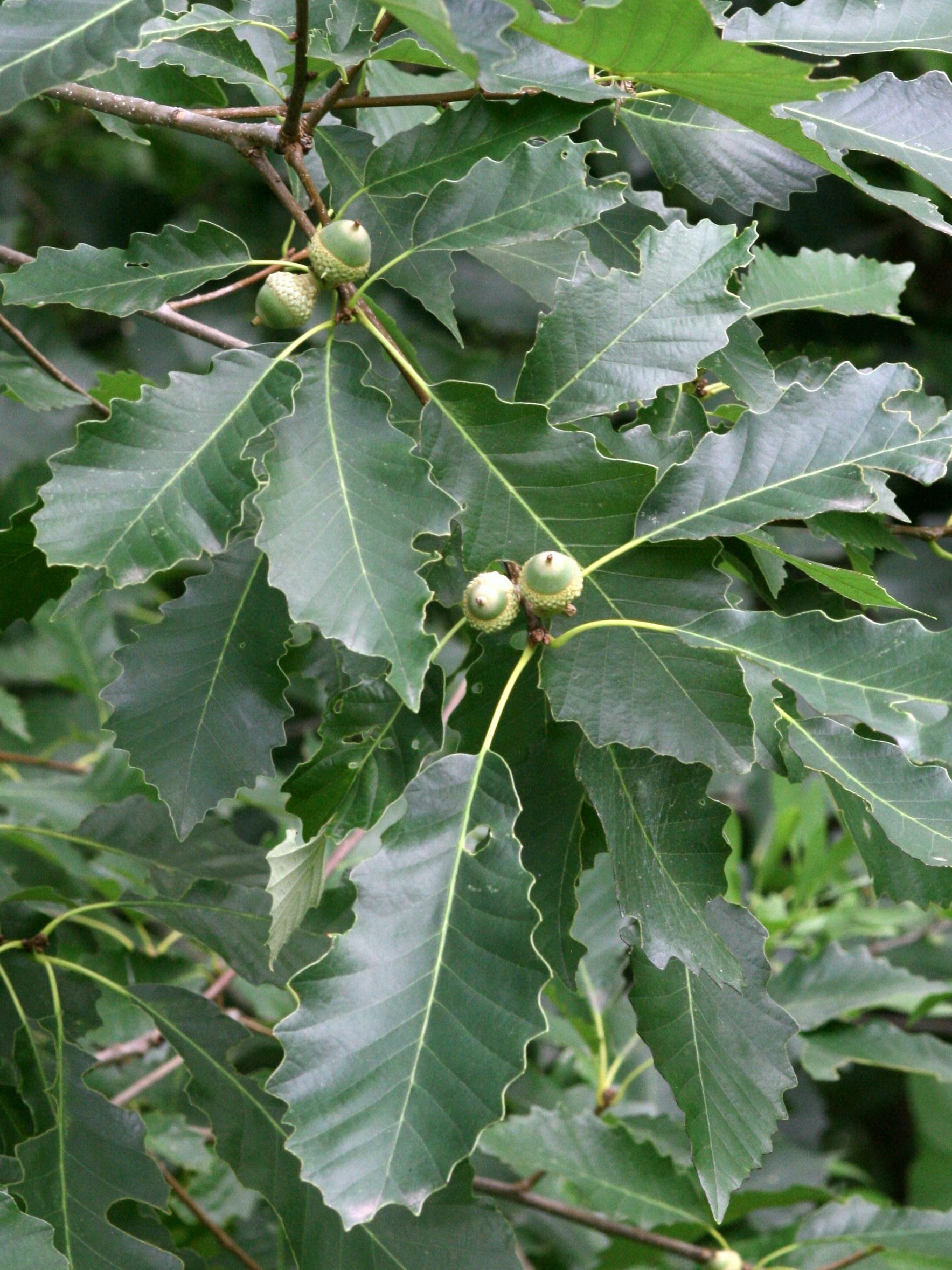 Quercus Imbricaria - View 33 from www redcrocus com
