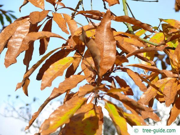 Quercus Imbricaria - View 34 from www redcrocus com