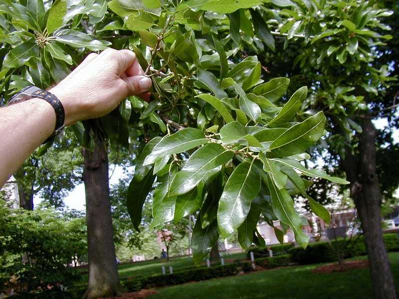 Quercus Imbricaria - View 35 from www redcrocus com