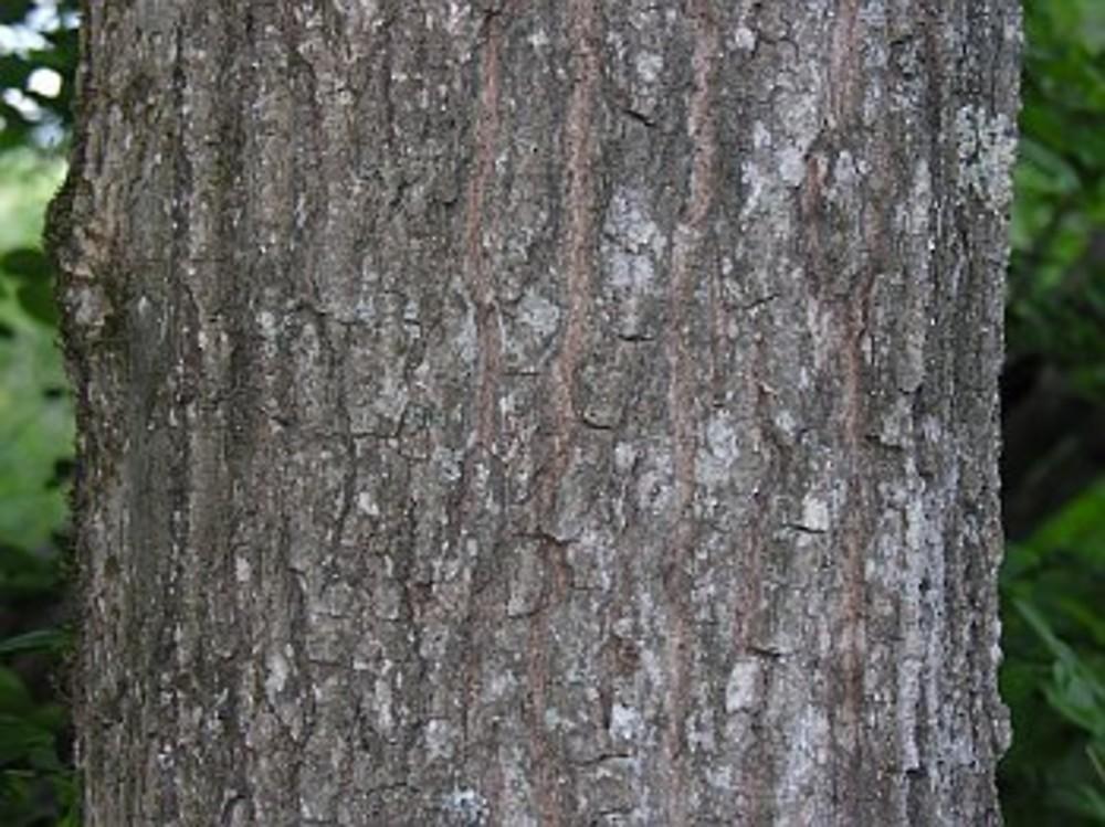 Quercus Imbricaria - View 36 from www redcrocus com