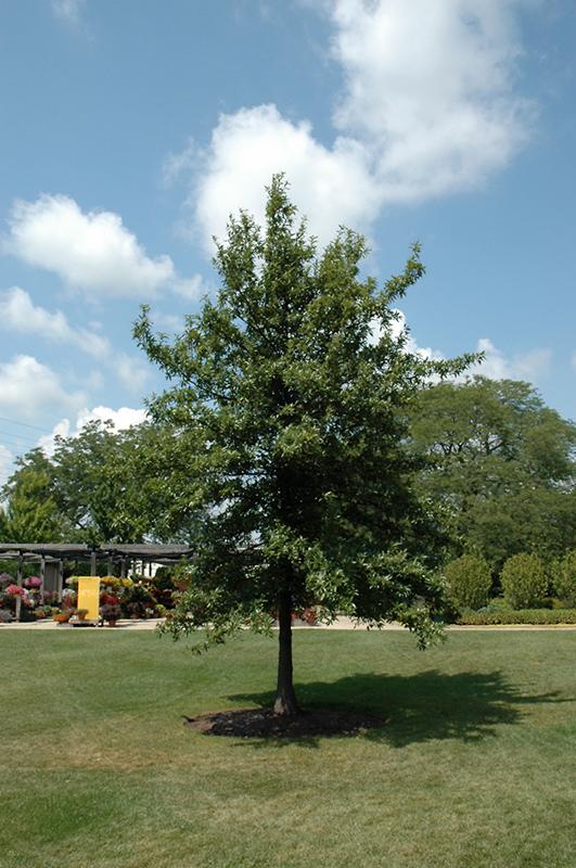 Quercus Imbricaria - View 37 from www redcrocus com