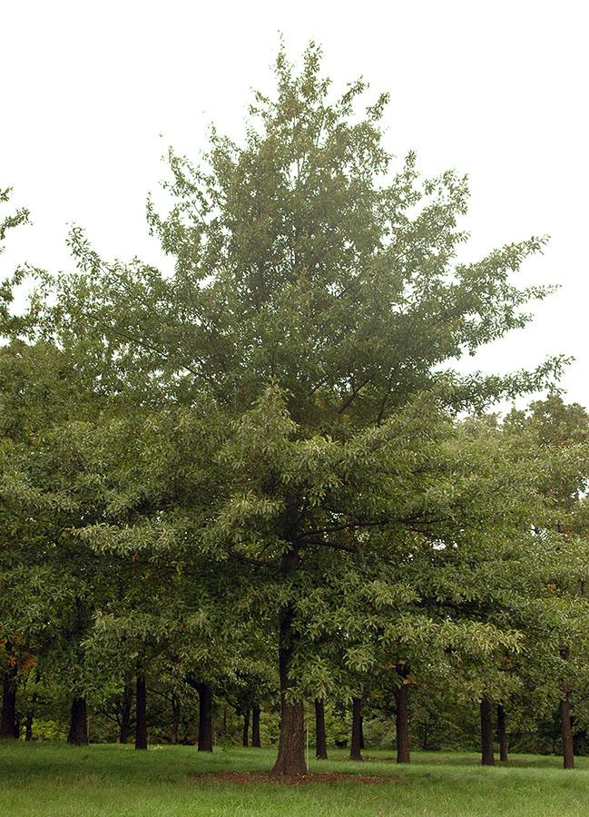 Quercus Imbricaria - View 3 from www redcrocus com