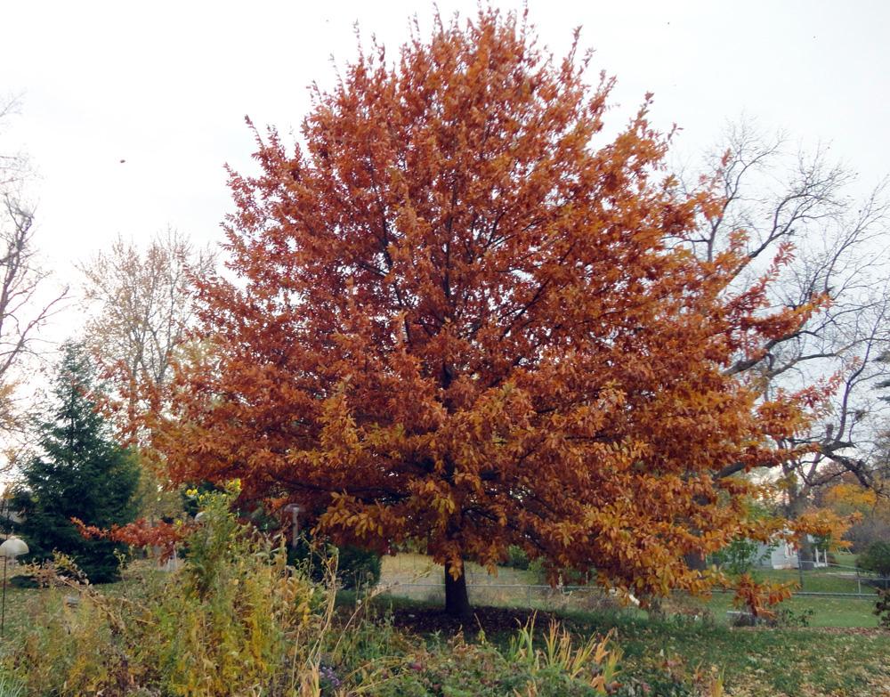 Quercus Imbricaria - View 4 from www redcrocus com