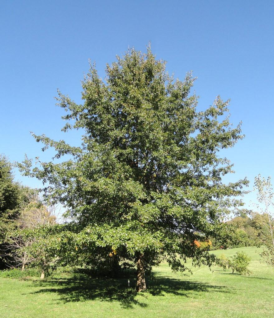 Quercus Imbricaria - View 5 from www redcrocus com
