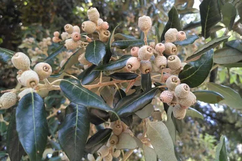 Quercus Imbricaria - View 7 from www redcrocus com