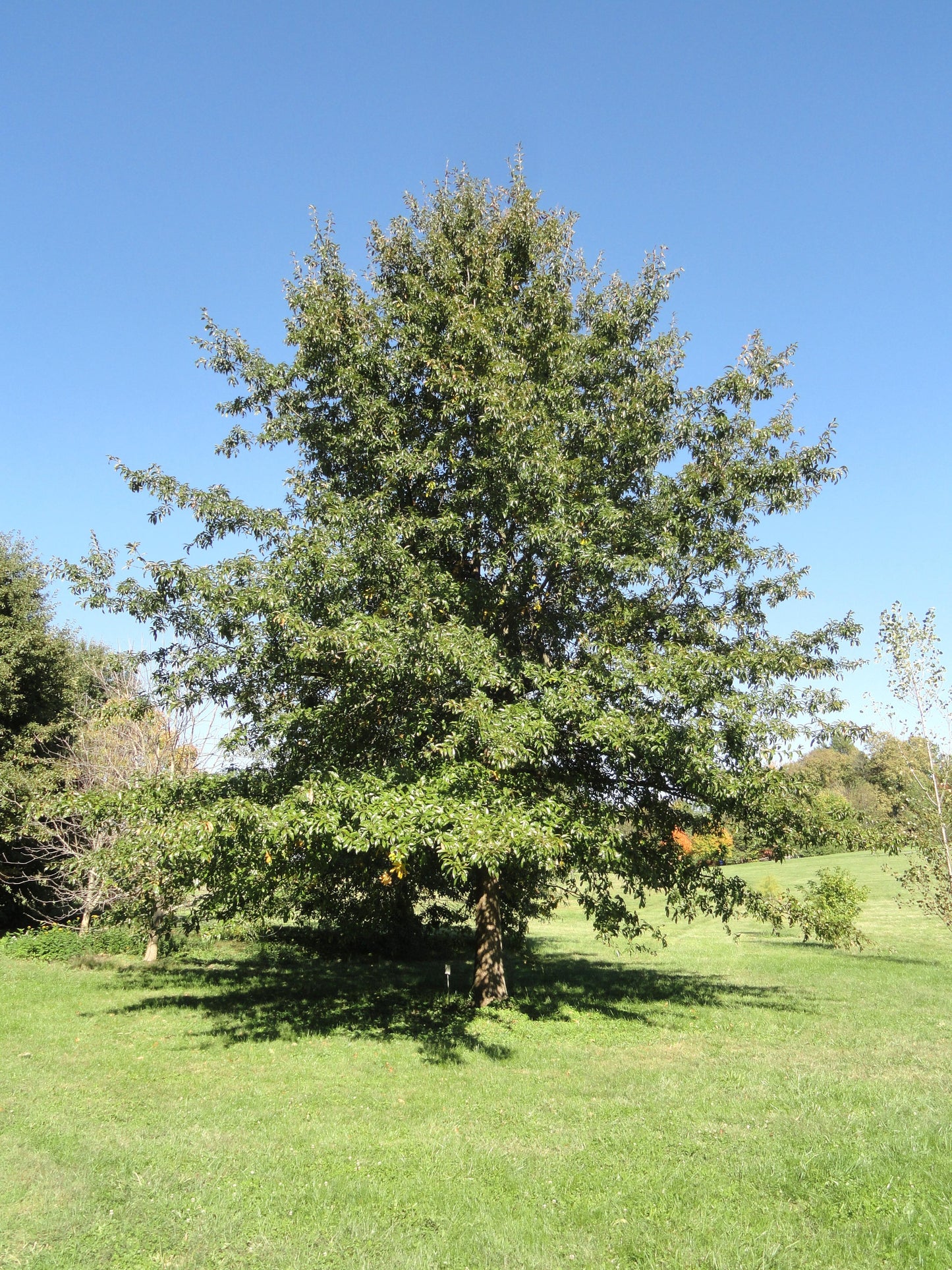 Quercus Imbricaria - View 8 from www redcrocus com