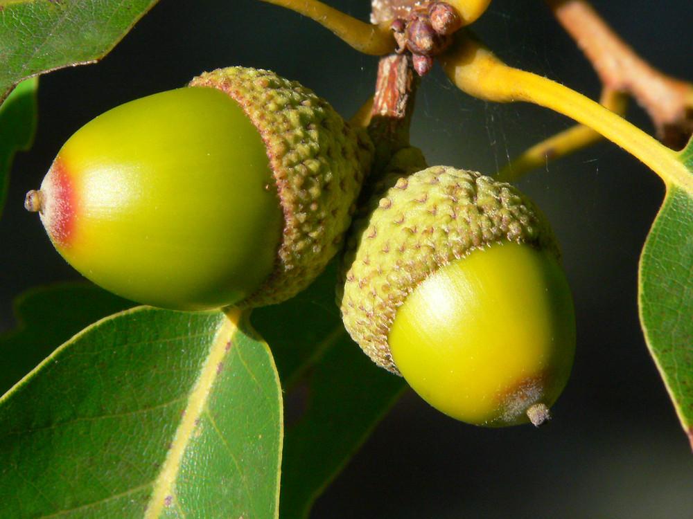Quercus Montana - View 10 from www redcrocus com