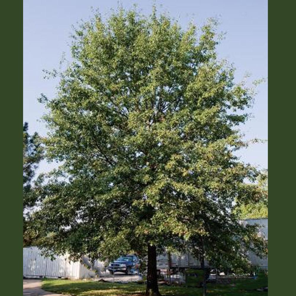 Quercus Montana - View 14 from www redcrocus com