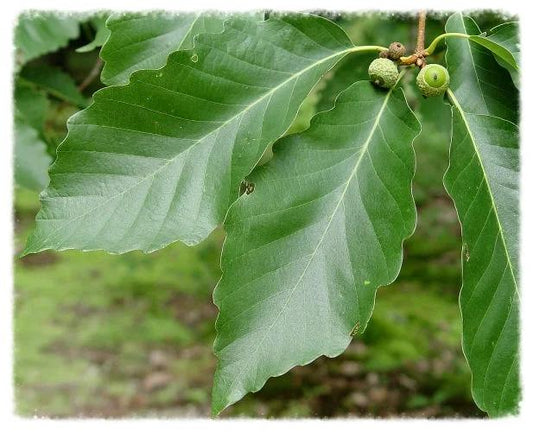 Quercus Montana - View 1 from www redcrocus com