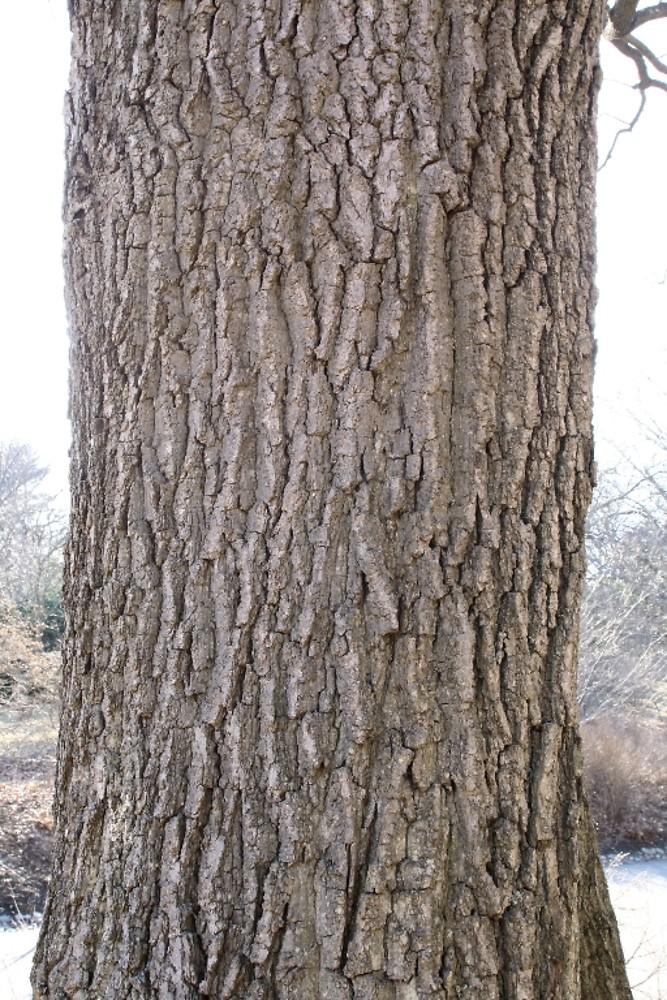 Quercus Montana - View 20 from www redcrocus com