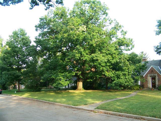 Quercus Montana - View 25 from www redcrocus com