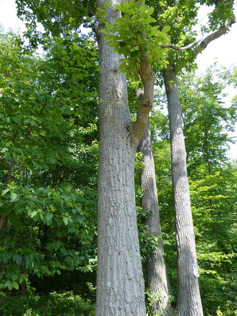 Quercus Montana - View 26 from www redcrocus com