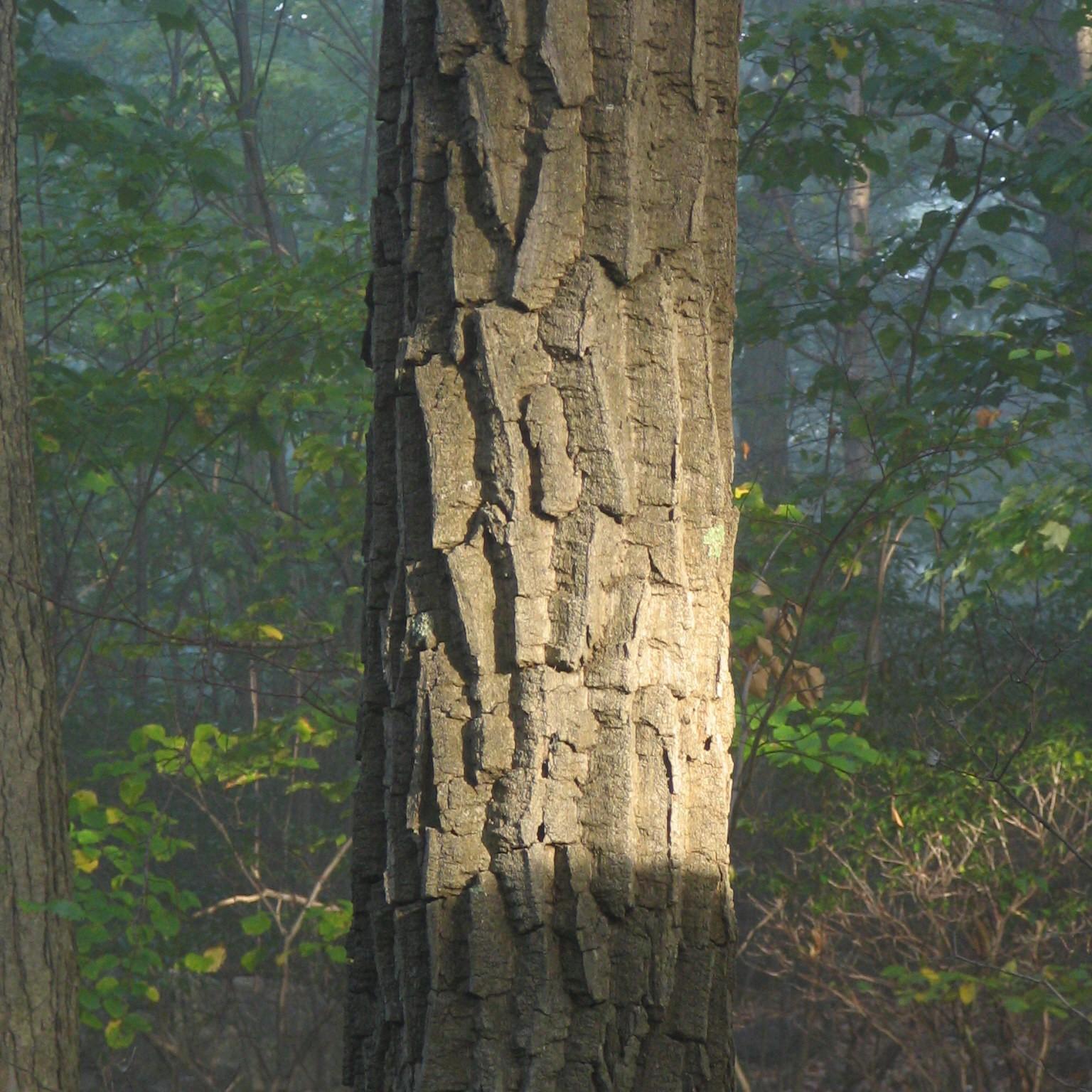 Quercus Montana - View 29 from www redcrocus com