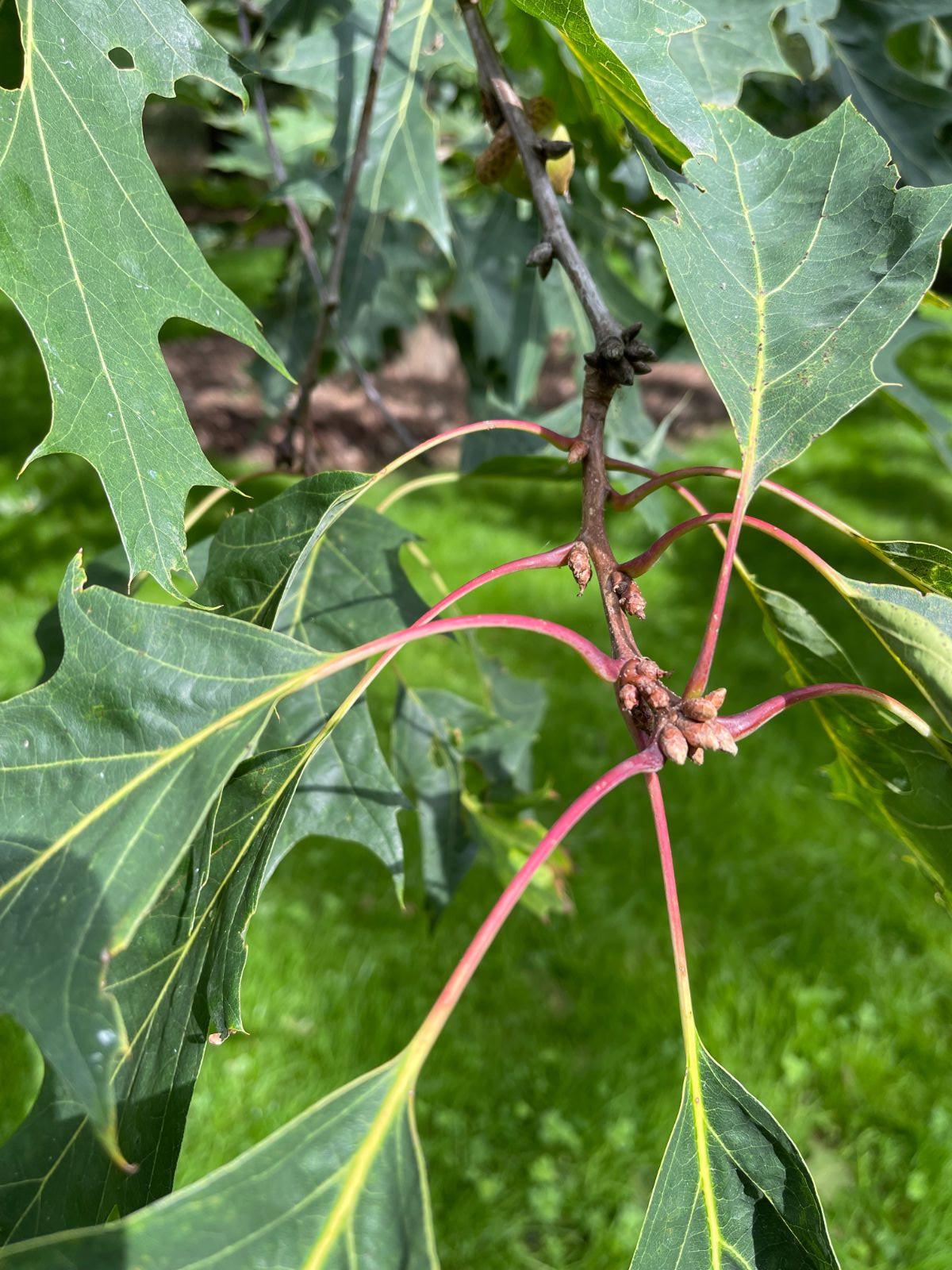 Quercus Montana - View 30 from www redcrocus com