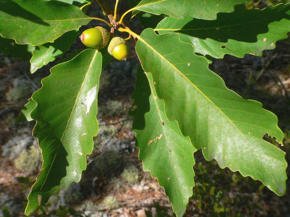 Quercus Montana - View 4 from www redcrocus com