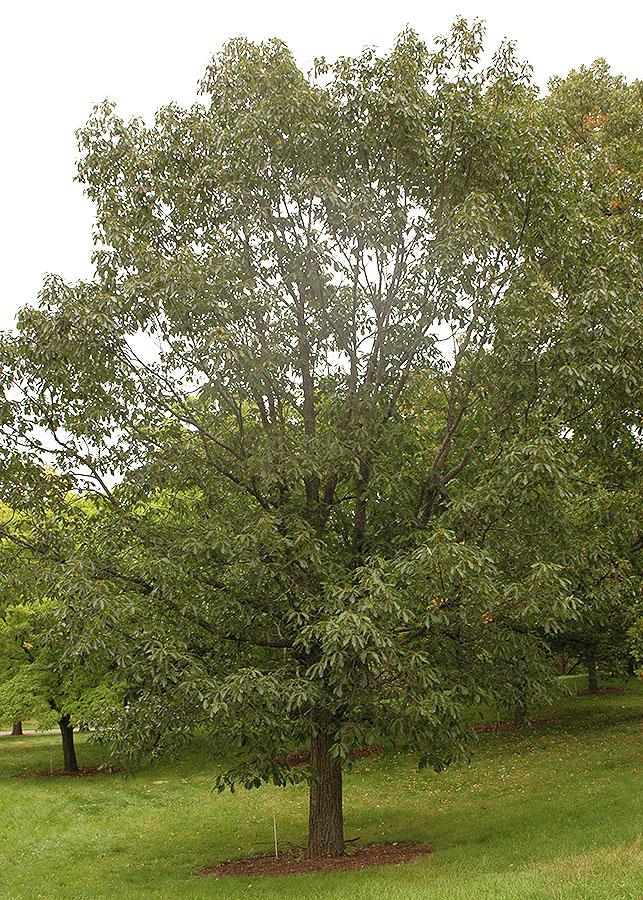 Quercus Montana - View 5 from www redcrocus com