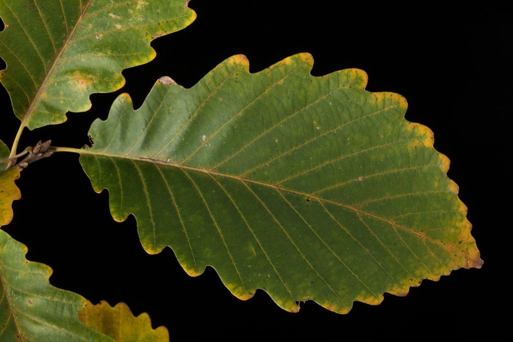 Quercus Montana - View 6 from www redcrocus com