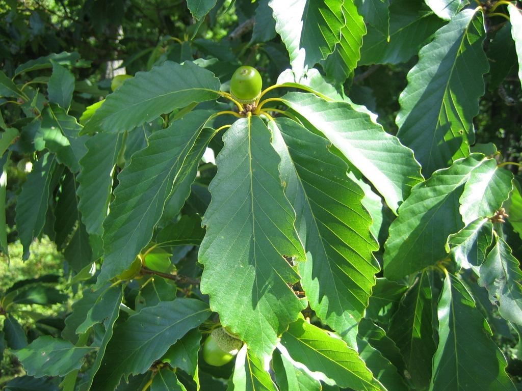 Quercus Montana - View 9 from www redcrocus com
