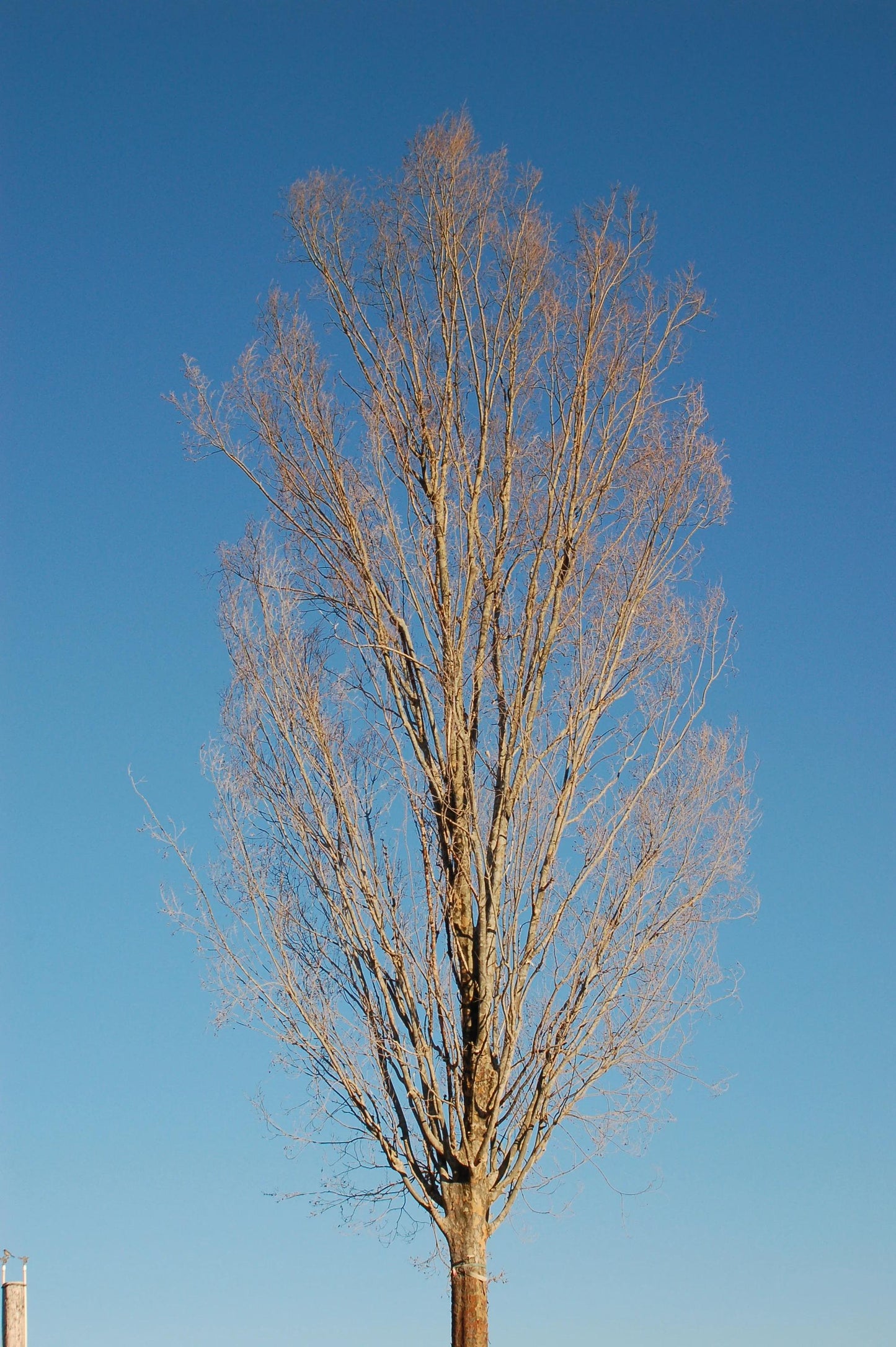 Ulmus Parvifolia 'everclear' - View 10 from www redcrocus com