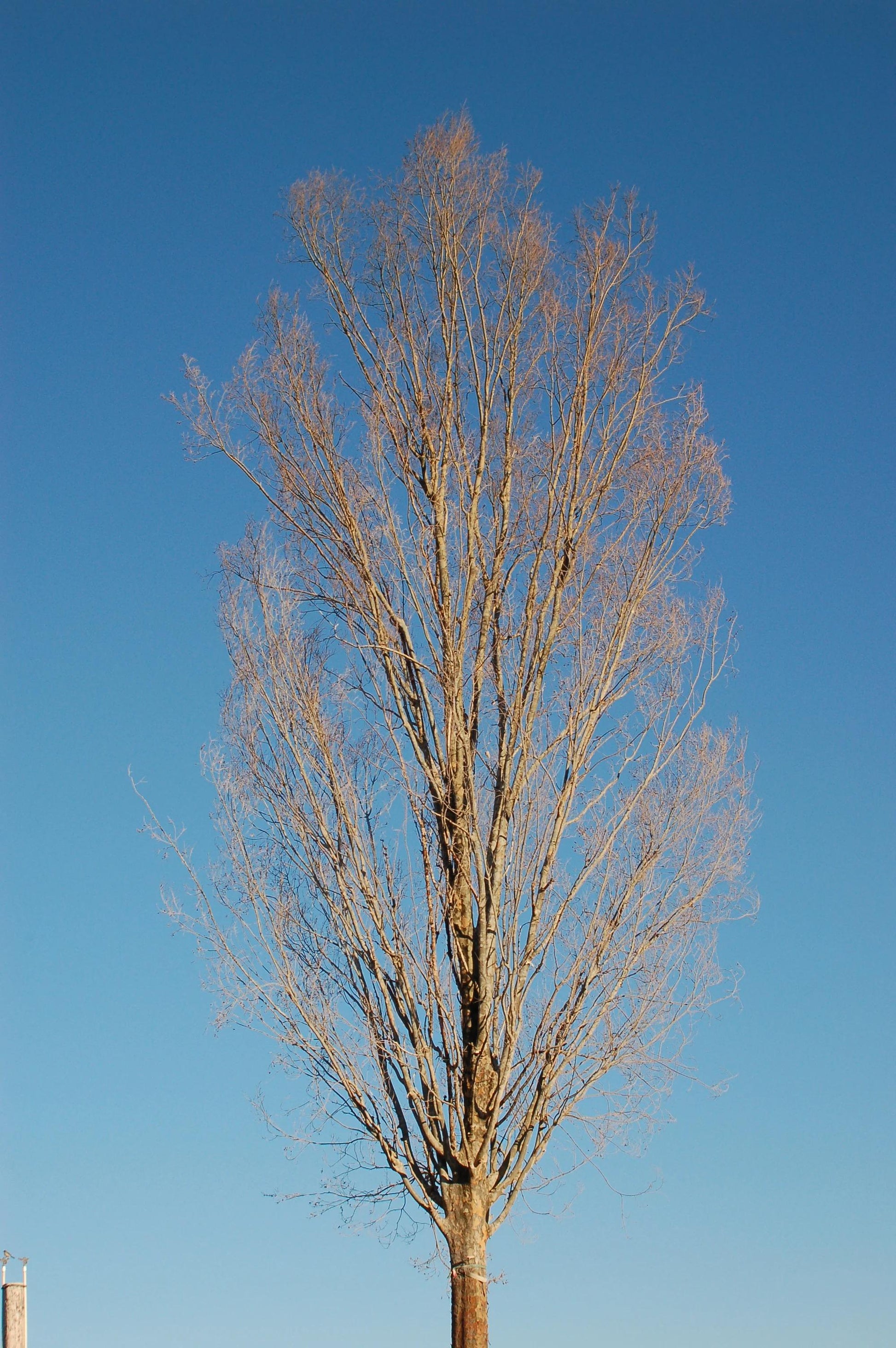 Ulmus Parvifolia 'everclear' - View 10 from www redcrocus com