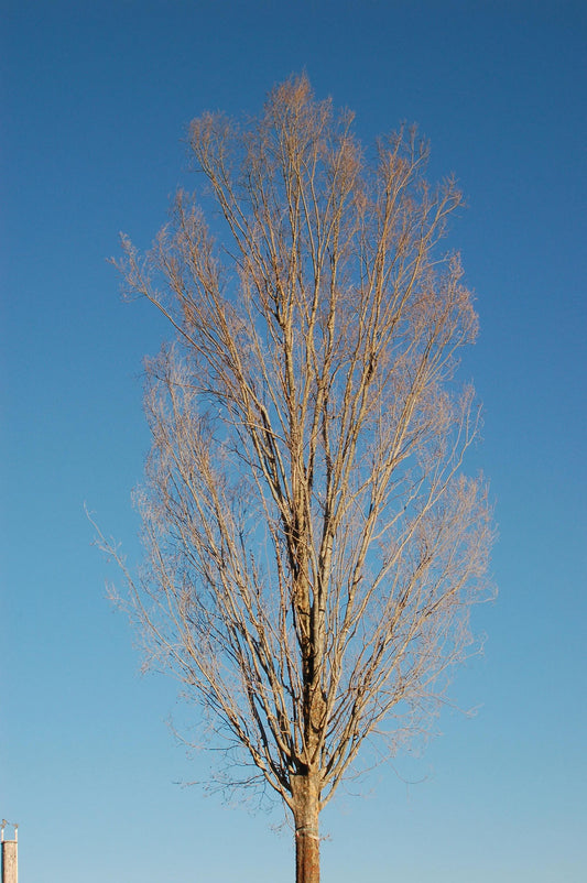 Ulmus Parvifolia 'everclear' - View 10 from www redcrocus com