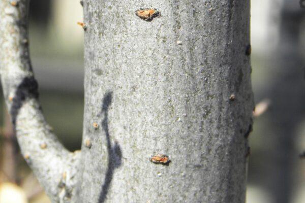 Ulmus Parvifolia 'everclear' - View 12 from www redcrocus com