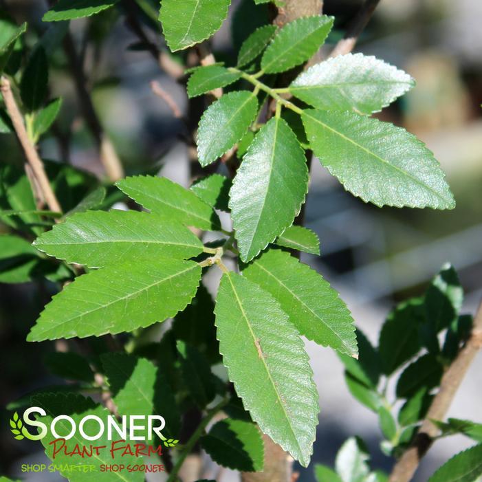 Ulmus Parvifolia 'everclear' - View 14 from www redcrocus com