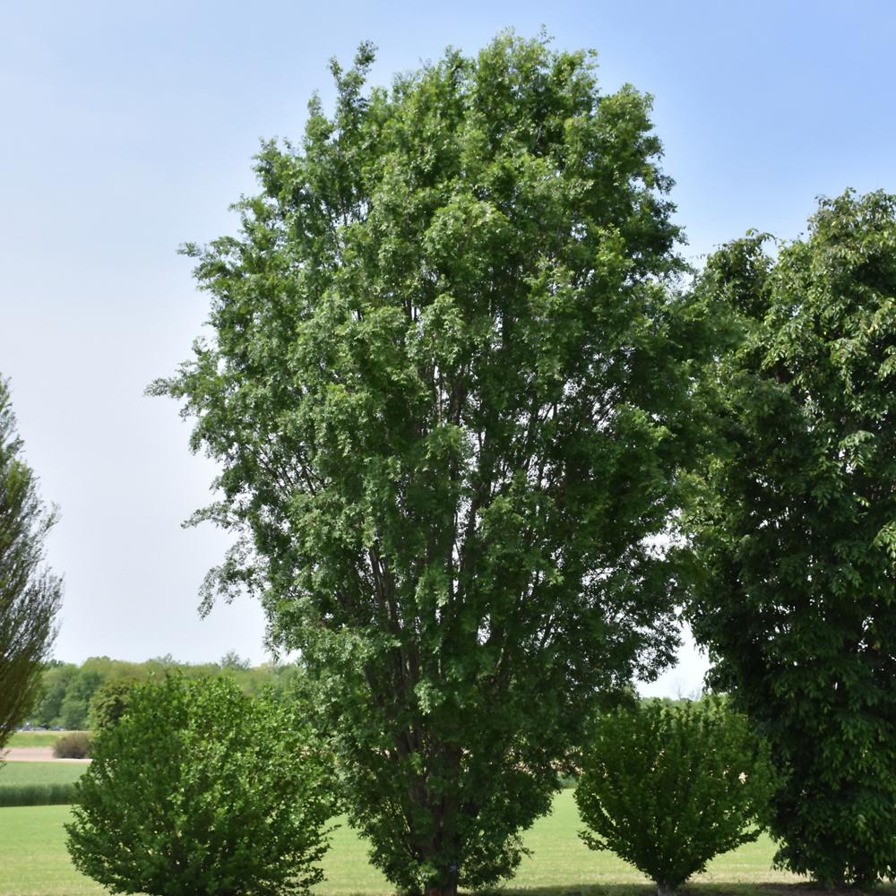 Ulmus Parvifolia 'everclear' - View 16 from www redcrocus com