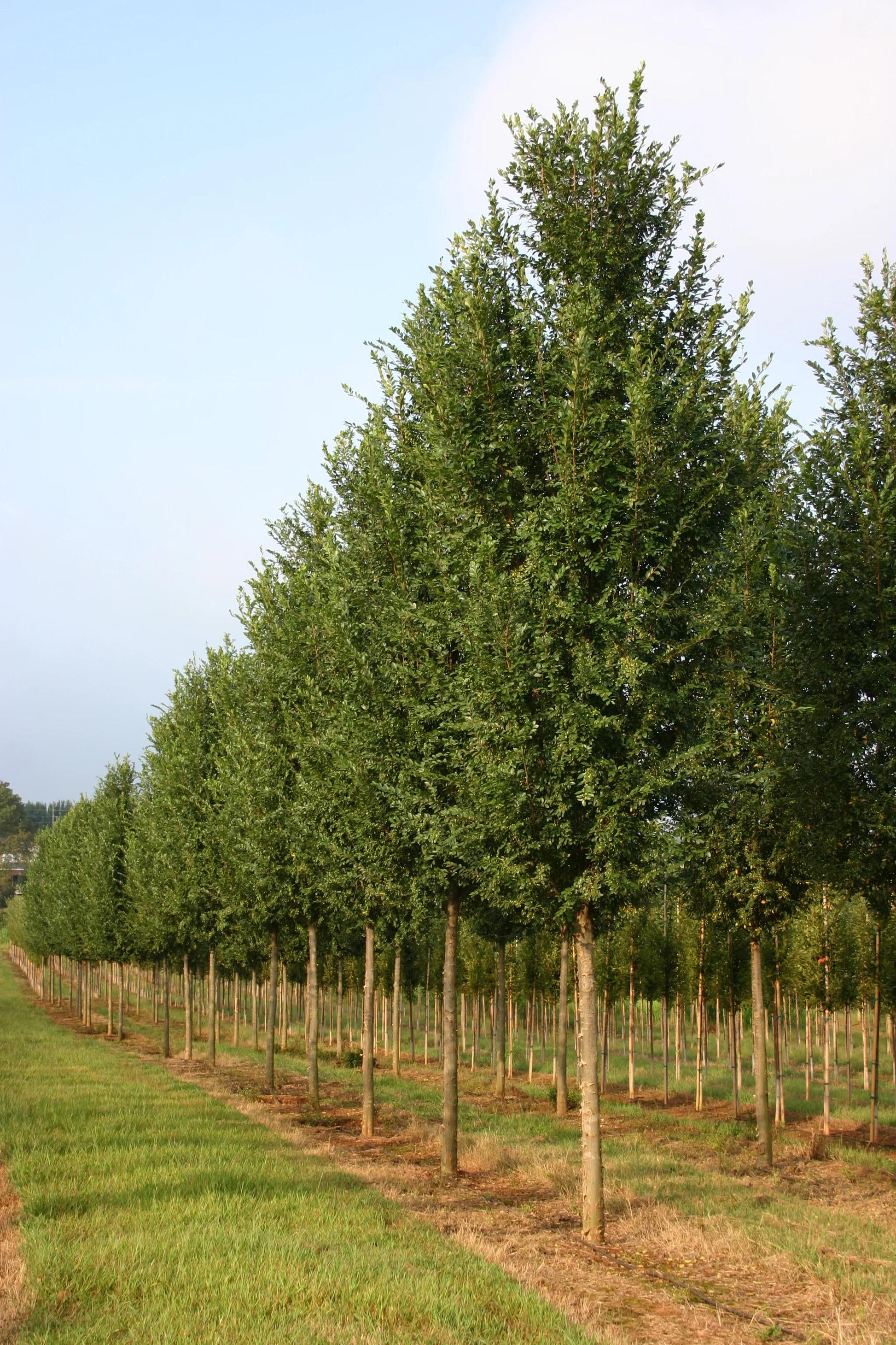 Ulmus Parvifolia 'everclear' - View 1 from www redcrocus com