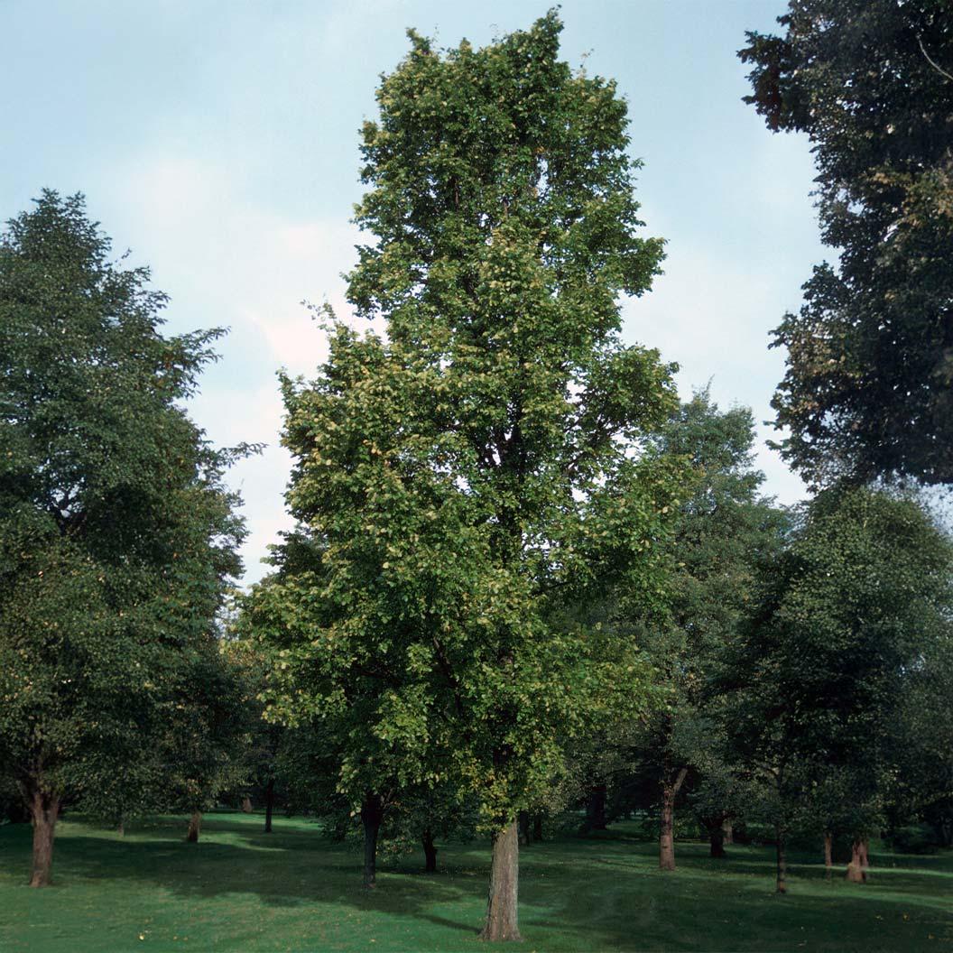 Ulmus Parvifolia 'everclear' - View 25 from www redcrocus com