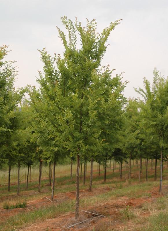 Ulmus Parvifolia 'everclear' - View 27 from www redcrocus com