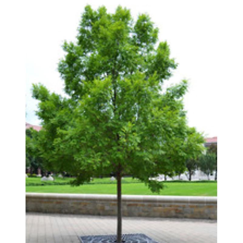 Ulmus Parvifolia 'everclear' - View 2 from www redcrocus com