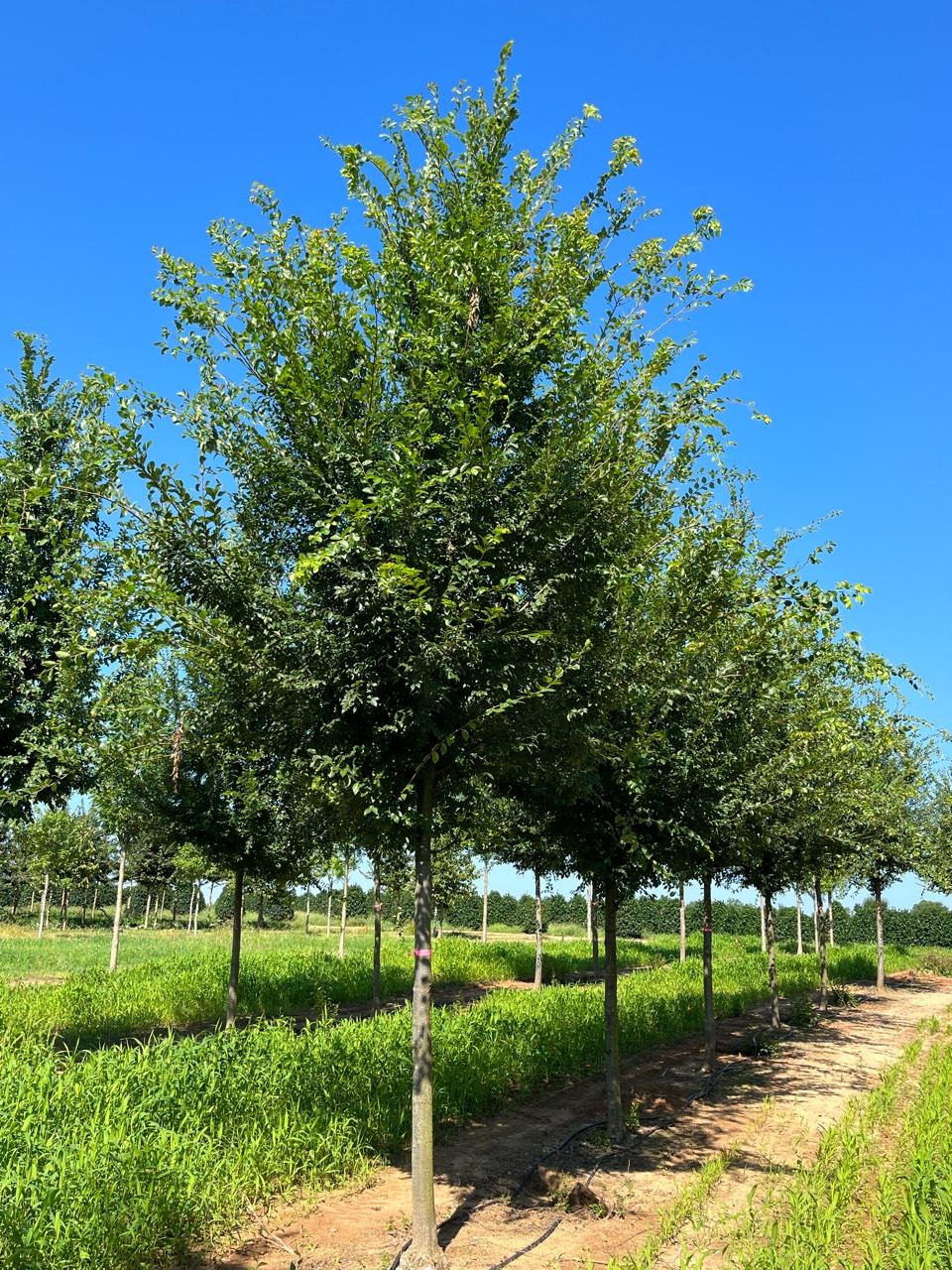 Ulmus Parvifolia 'everclear' - View 30 from www redcrocus com