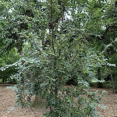 Ulmus Parvifolia 'everclear' - View 31 from www redcrocus com
