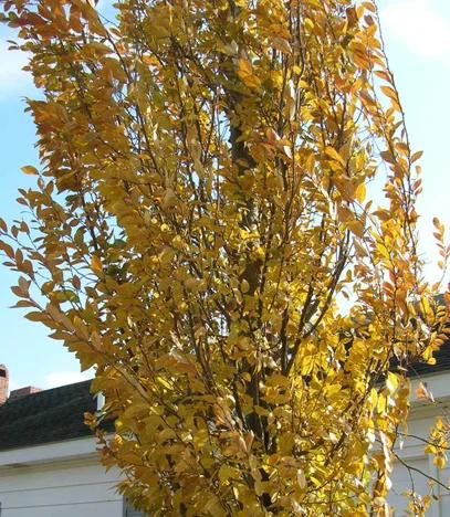 Ulmus Parvifolia 'everclear' - View 32 from www redcrocus com