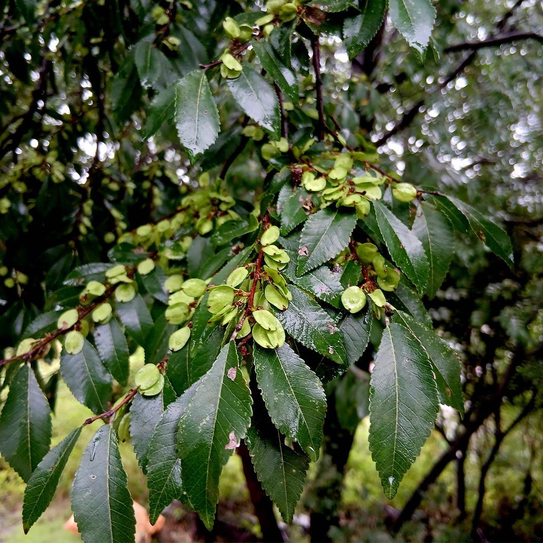 Ulmus Parvifolia 'everclear' - View 33 from www redcrocus com