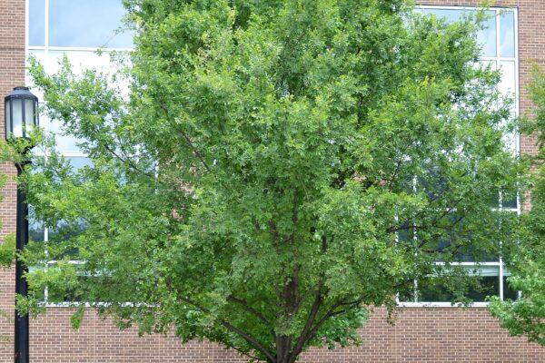 Ulmus Parvifolia 'everclear' - View 34 from www redcrocus com
