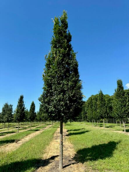 Ulmus Parvifolia 'everclear' - View 4 from www redcrocus com