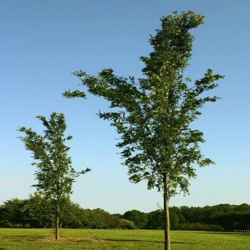 Ulmus Parvifolia 'everclear' - View 6 from www redcrocus com
