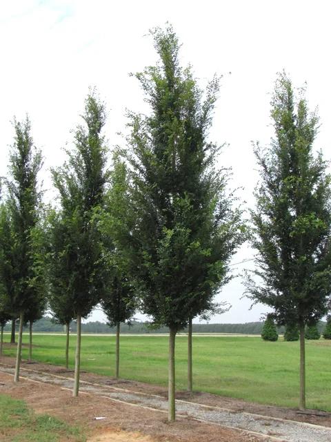 Ulmus Parvifolia 'everclear' - View 7 from www redcrocus com