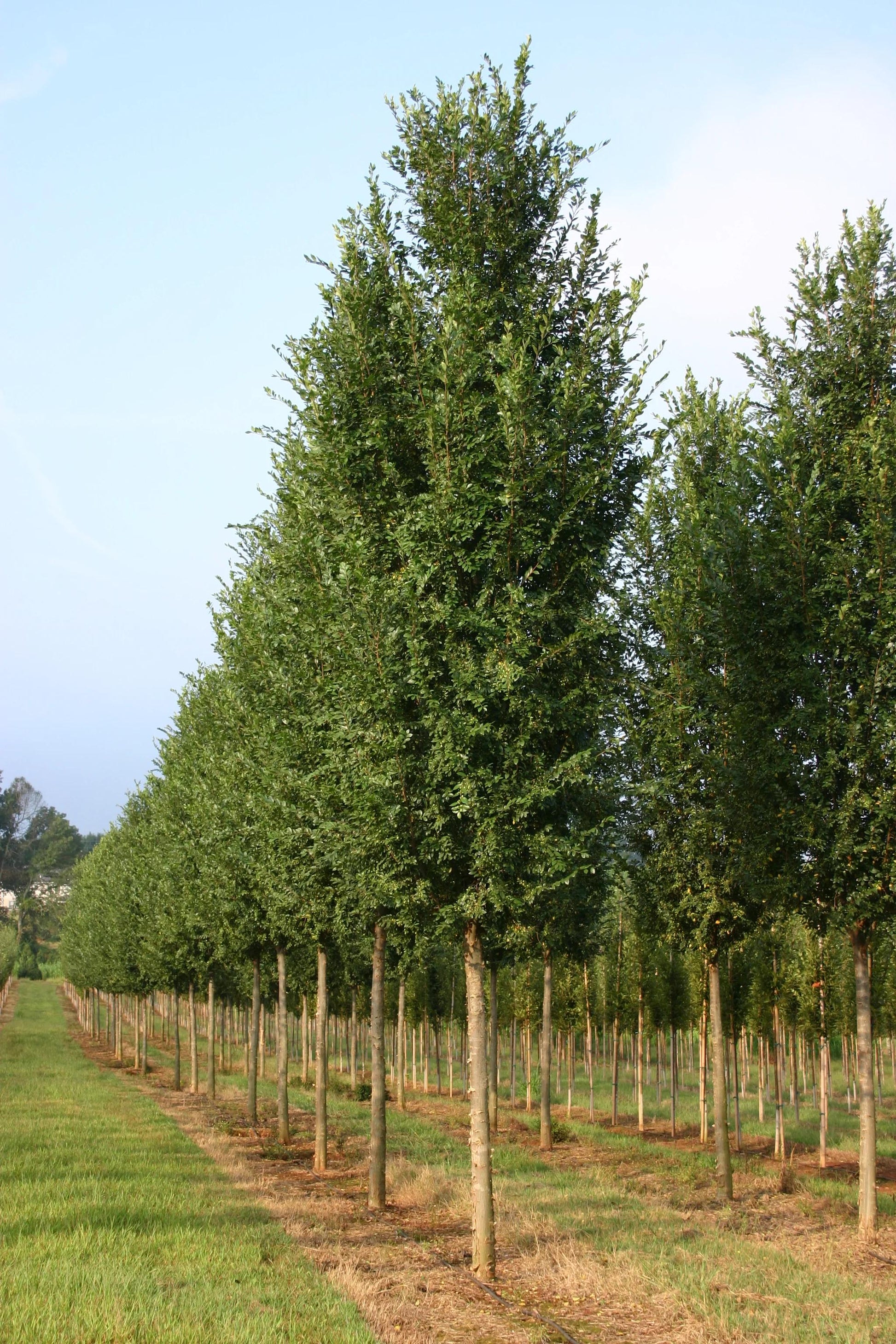 Ulmus Parvifolia 'everclear' - View 9 from www redcrocus com
