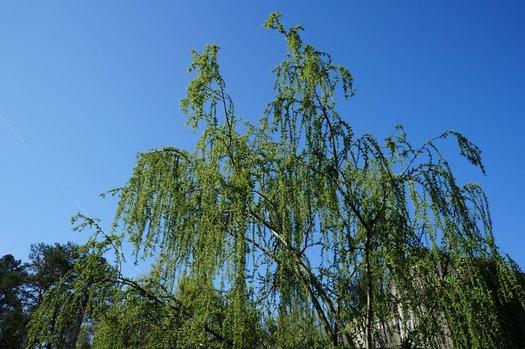 Salix Babylonica 'crispa' - View 10 from www redcrocus com