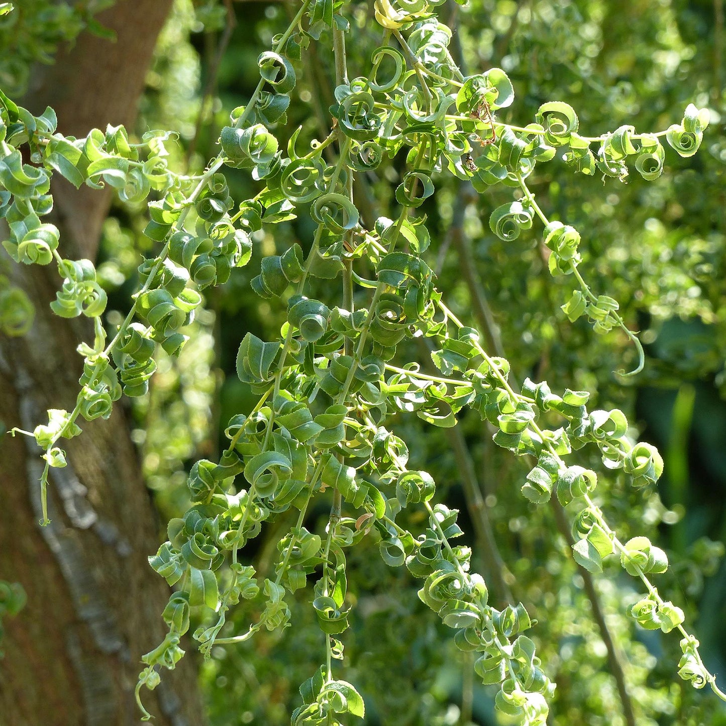 Salix Babylonica 'crispa' - View 11 from www redcrocus com