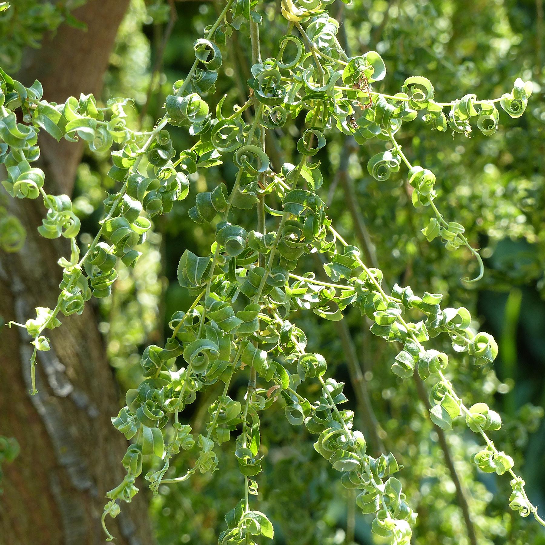 Salix Babylonica 'crispa' - View 11 from www redcrocus com