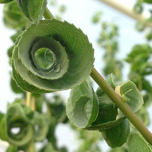 Salix Babylonica 'crispa' - View 12 from www redcrocus com