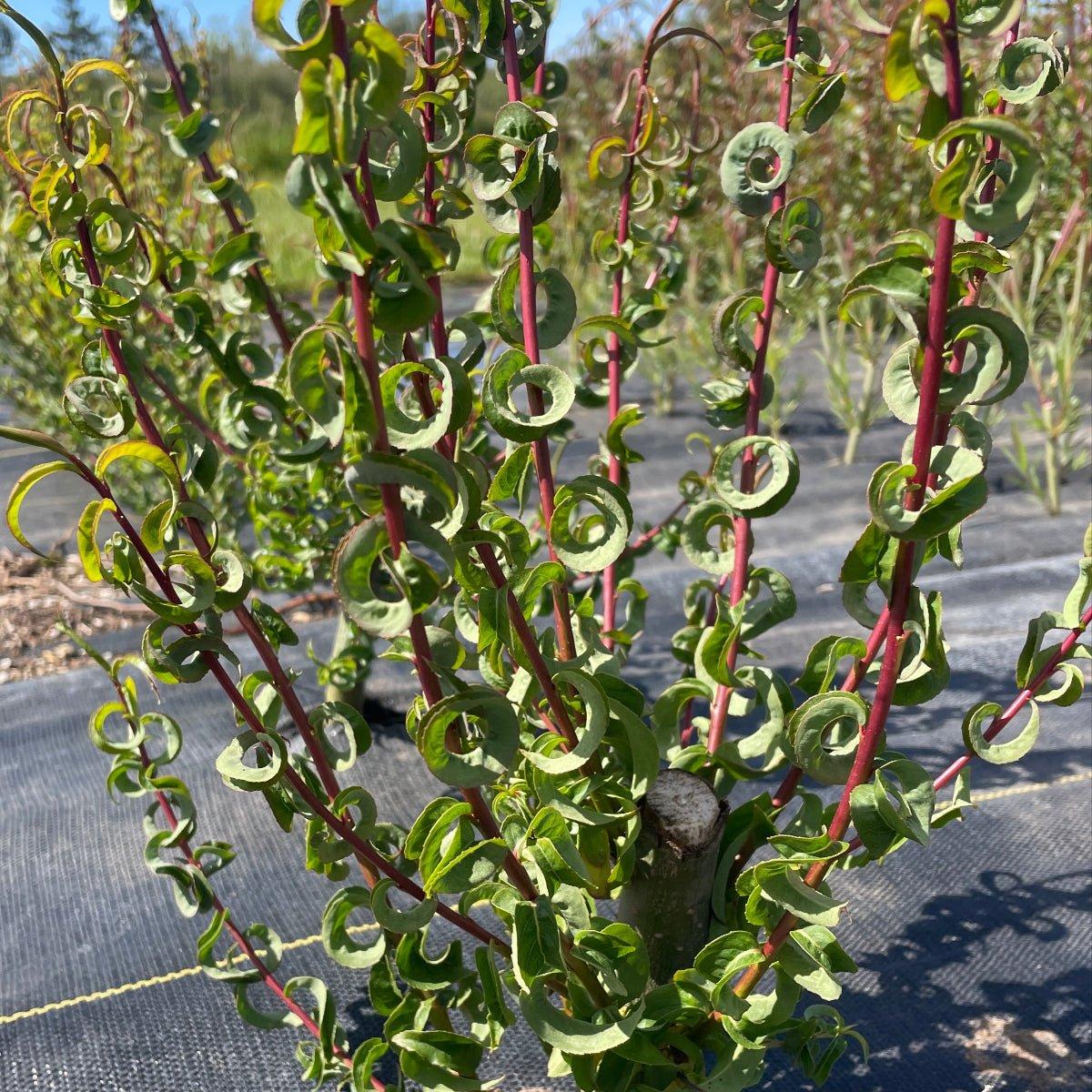 Salix Babylonica 'crispa' - View 14 from www redcrocus com