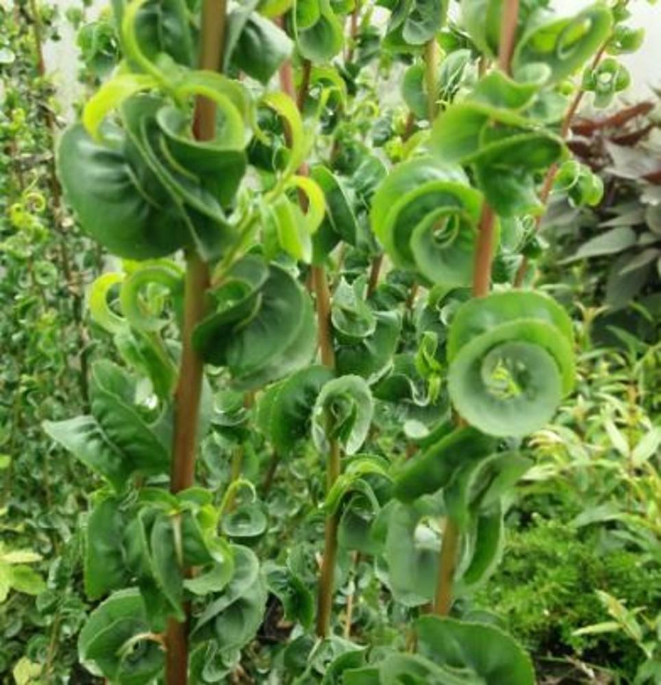 Salix Babylonica 'crispa' - View 15 from www redcrocus com