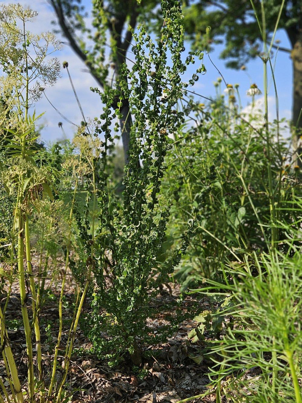 Salix Babylonica 'crispa' - View 17 from www redcrocus com